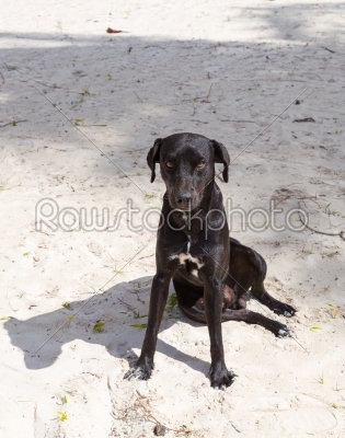 stock photo: black dog with an evil eye-Raw Stock Photo ID: 70281