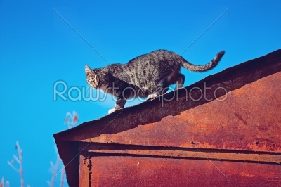 stock photo: cat on the roof-Raw Stock Photo ID: 68265