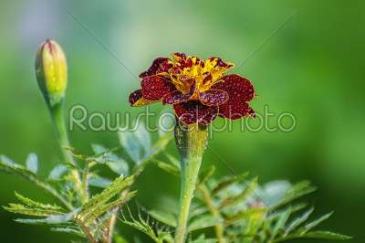 stock photo: china marrigold single flower deep red brown color yellow in the-Raw Stock Photo ID: 75273