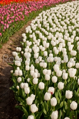 stock photo: colorful tulips field -Raw Stock Photo ID: 70773