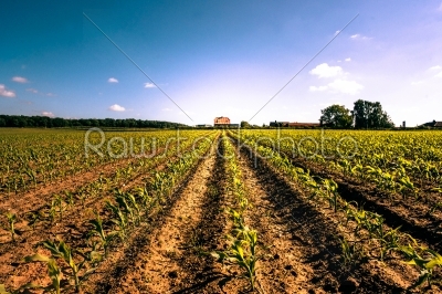 stock photo: countryside field crops-Raw Stock Photo ID: 66257