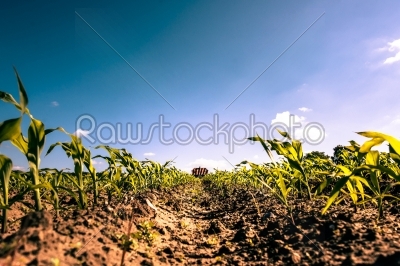 stock photo: countryside field crops-Raw Stock Photo ID: 66259