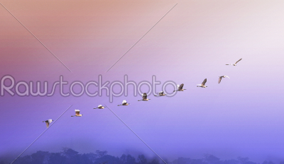 stock photo: egret or heron birds flying in flocks freely in the blue sky in group in early morning-Raw Stock Photo ID: 75417