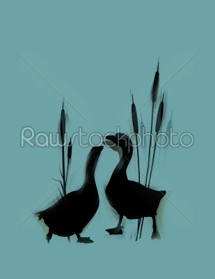 stock photo: goose couple love card-Raw Stock Photo ID: 60166