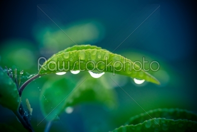 stock photo: green leaf with four raindrops-Raw Stock Photo ID: 69842