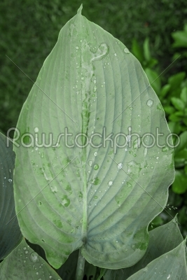 stock photo: green leaf with raindrops in a garden-Raw Stock Photo ID: 69790