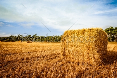 stock photo: harvested straw bale-Raw Stock Photo ID: 66363