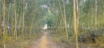 stock photo: landscape picture of forest not very dens and man made planted -Raw Stock Photo ID: 75376