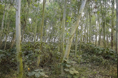 stock photo: landscape picture of forest not very dens and man made planted -Raw Stock Photo ID: 75383