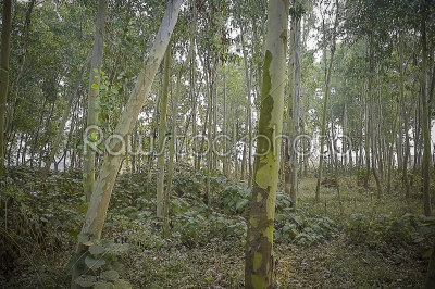 stock photo: landscape picture of forest not very dens and man made planted -Raw Stock Photo ID: 75384