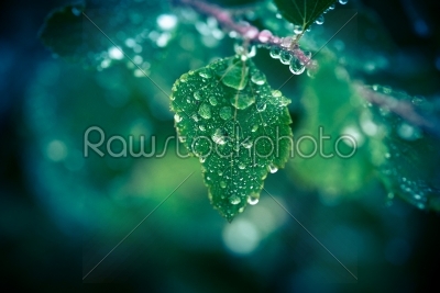 stock photo: leaf hanging on a twig with raindrops-Raw Stock Photo ID: 69844