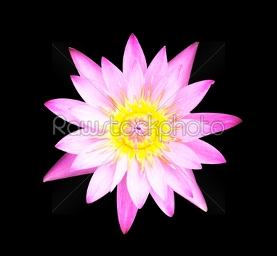 stock photo: lotus flowe-Raw Stock Photo ID: 61000