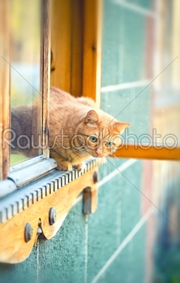 stock photo: orange cat in the window-Raw Stock Photo ID: 68335