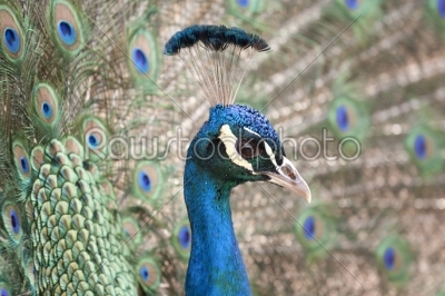 stock photo: peacock-Raw Stock Photo ID: 60478