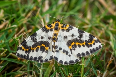 Abraxas grossulariata butterfly in the grass
