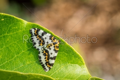 Abraxas grossulariata butterfly sitting on a leaf