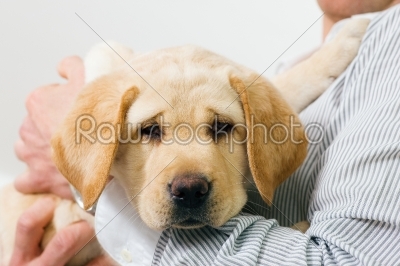 Adorable dog puppy resting on arm