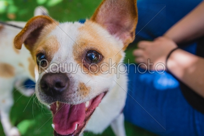 Adorable Jack Russell Terrier dog in the park looking at camera