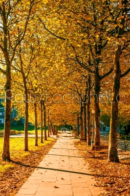Autumn in a park