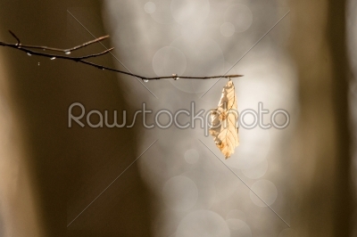 Autumn leaf hanging from a branch