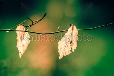 Autumn leaves on a green background