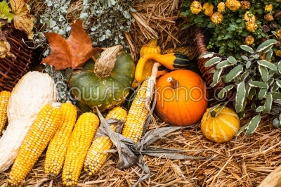 Autumn ornament with pumkins and corn