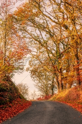 Autumn scenery with a road
