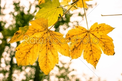 Autumn tree leafs