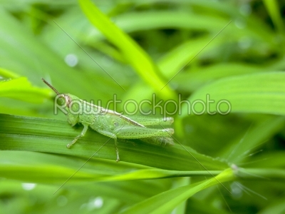 Baby-grasshopper on green grass