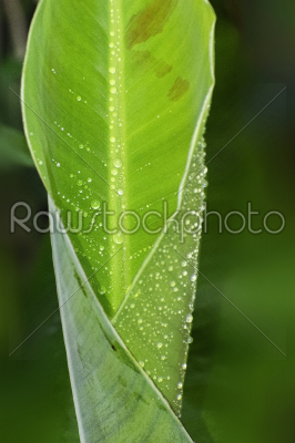 Banana leaf in details veins in parallel siquence arrangments wi