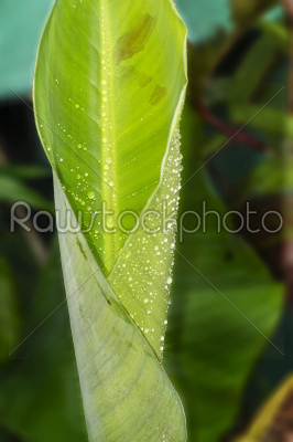 Banana leaf in details veins in parallel siquence arrangments wi