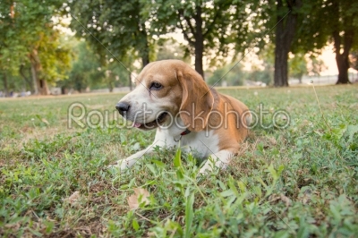 beagle dog lying on the grass in the park