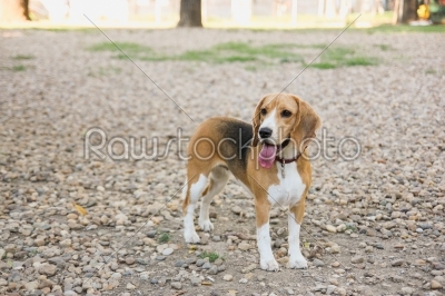 beagle puppy dog in countryside