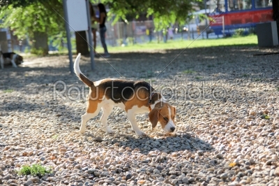 beagle puppy dog siffing in sunny park