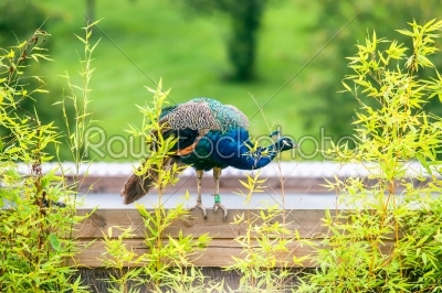 Beautiful peacock standing on wood