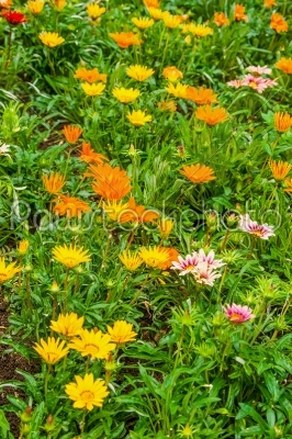 Beautiful summerflowers on a green meadow