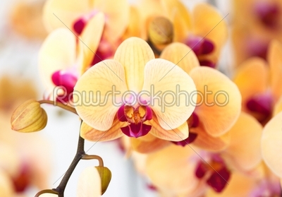 Beautiful yellow orchid