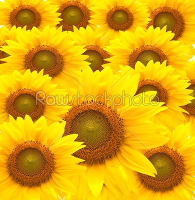 beautiful yellow Sunflower petals closeup.