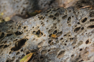 Bee drinking water from _drop_s on a perforated rock