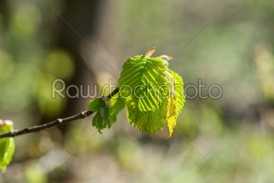 Beech leaf on a twig