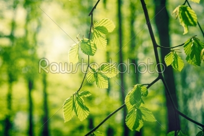 Beech leaves at springtime