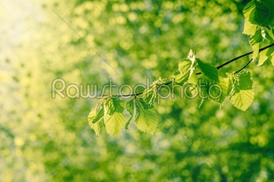 Beech leaves in the spring