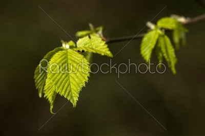 Beech leaves on a dark green background