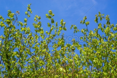 Beech leaves on blue background