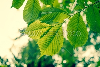 Beech tree with green leaves