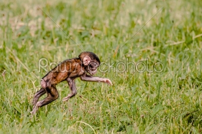 Berber baby monkey jumping in the grass