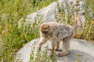 Berber monkey eating nettles