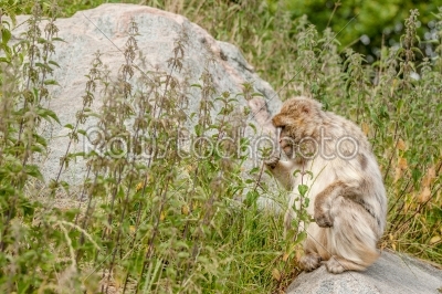 Berber monkey eating nettles on a rock