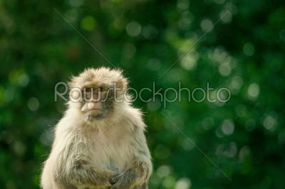 Berber monkey on a green background