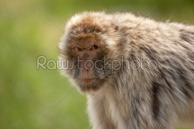 Berber monkey on a green background